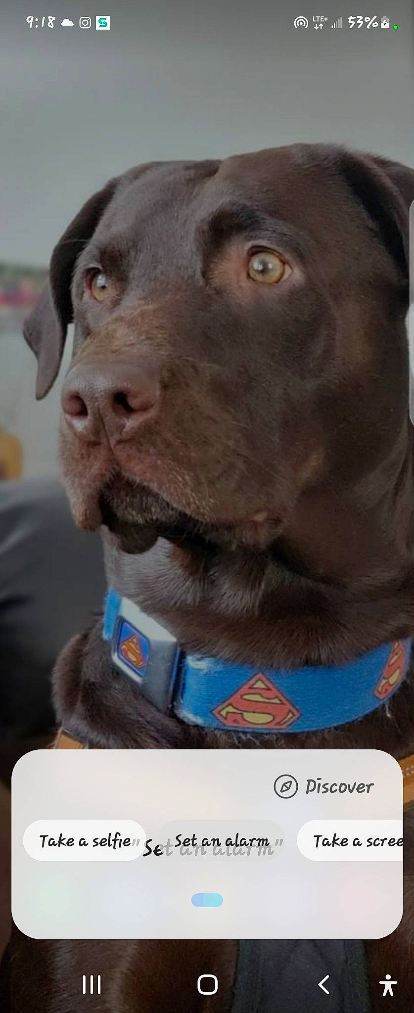 Blanket joined the competition — help win amazing prizes! borador, canidae, carnivore, collar, companion_dog, dog, dog_breed, dog_collar, electric_blue, fawn, fur, gun_dog, liver, pet_supply, snout, sporting_group, terrestrial_animal, whiskers, working_animal