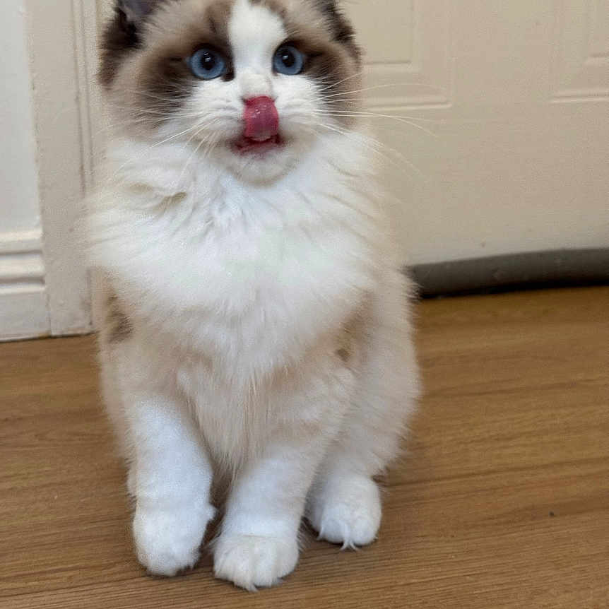 Cookiex is registered to the contest to win money with this photo: animal, bodypart, canine, cat, dog, face, hardwood, husky, indoors, interiordesign, kitten, manx, mouth, person, pet, photography, siamese, snout, tongue, wood