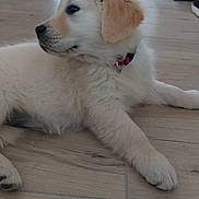 Bella participe au concours pour gagner de l'argent avec cette photo : dog, puppy, golden_retriever, fluffy, lying_down, indoor, wooden_floor, home, portrait, pet, canine, cream_colored, red_collar, long_ears, black_nose, dark_eyes, relaxed, cute, animal, photography