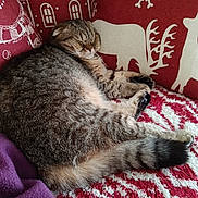Appy a rejoint le concours — aidez-le/la à gagner de superbes lots ! cat, tabby_cat, sleeping, resting, pet, animal, feline, fur, striped_fur, whiskers, closed_eyes, paws, tail, cushion, blanket, red_and_white, christmas, snowflake_pattern, indoor, cozy