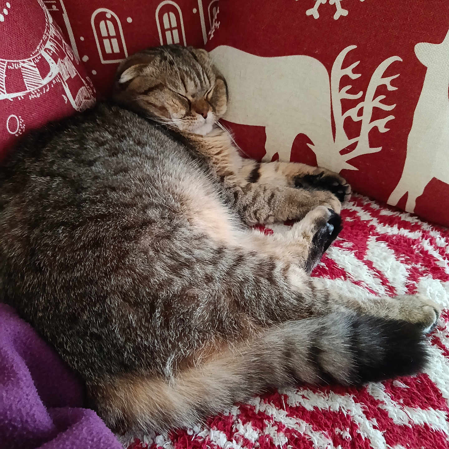 Appy a rejoint le concours — aidez-le/la à gagner de superbes lots ! cat, tabby_cat, sleeping, resting, pet, animal, feline, fur, striped_fur, whiskers, closed_eyes, paws, tail, cushion, blanket, red_and_white, christmas, snowflake_pattern, indoor, cozy