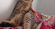 Appy participe au concours pour gagner de l'argent avec cette photo : cat, scottish_fold, pet, feline, brown_fur, tabby, folded_ears, blue_eyes, lounging, sitting, stretched_paw, bed, blanket, red_blanket, holiday, snowflake_pattern, indoor, wall, portrait, cute