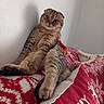 cat, scottish_fold, pet, feline, brown_fur, tabby, folded_ears, blue_eyes, lounging, sitting, stretched_paw, bed, blanket, red_blanket, holiday, snowflake_pattern, indoor, wall, portrait, cute