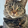 abyssinian, accessories, animal, cat, collar, egyptiancat, formalwear, harness, kitten, leash, manx, pet, snout, strap, tie