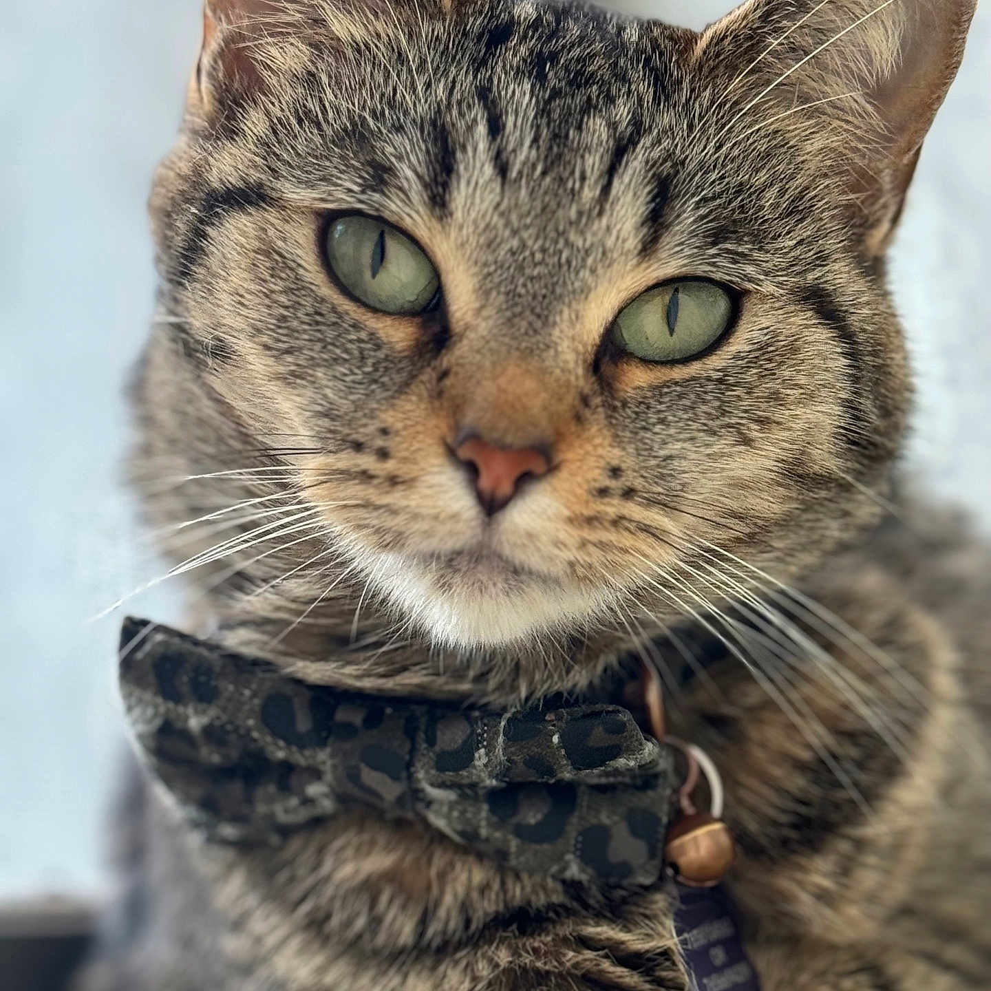 Georgia joined the competition — help win amazing prizes! abyssinian, accessories, animal, cat, collar, egyptiancat, formalwear, harness, kitten, leash, manx, pet, snout, strap, tie