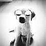 Prisca participe au concours pour gagner de l'argent avec cette photo : black, black_and_white, canidae, carnivore, companion_dog, dog, dog_breed, glasses, head, jack_russell_terrier, monochrome, monochrome_photography, non_sporting_group, nose, puppy, puppy_love, russell_terrier, snout, sporting_group, white