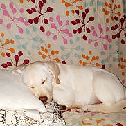 Prisca a rejoint le concours — aidez-le/la à gagner de superbes lots ! canidae, carnivore, dog, dog_breed, labrador_retriever, non_sporting_group, pink, puppy, puppy_love, sporting_group