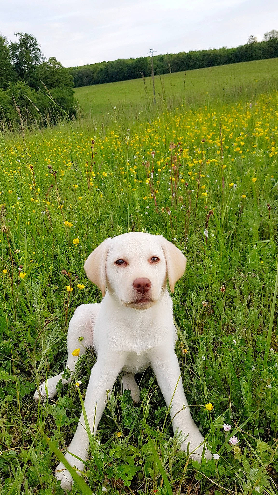 Prisca a rejoint le concours — aidez-le/la à gagner de superbes lots ! ariege_pointer, braque_du_bourbonnais, braque_saint_germain, canidae, carnivore, dog, dog_breed, field_trial, grass, hunting_dog, istrian_coarse_haired_hound, labrador_retriever, mammal, person, plant, pointer, puppy, rajapalayam, retriever, sporting_group