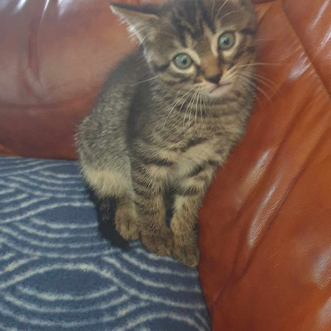 Samouraï participe au concours pour gagner de l'argent avec cette photo : animal, blue_blanket, brown, cat, couch, curious, cute, ears, feline, head_tilt, indoor, kitten, leather, pattern, pet, sitting, small, tabby, whiskers, young