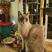 Skye joined the competition — help win amazing prizes! cat, gray_cat, indoor, cat_tree, glasses, table, carpet, toys, cozy_room, feline, curious, pet, animal, window, decor, brick_wall, plastic_bin, lamp, photography, portrait