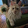 cat, maine_coon, fluffy, cream_colored, feline, pet, indoor, armchair, green_furniture, tufted_ears, wooden_floor, relaxed, lounging, household_items, close_up, portrait, long_hair, tail, whiskers, domestic_animal