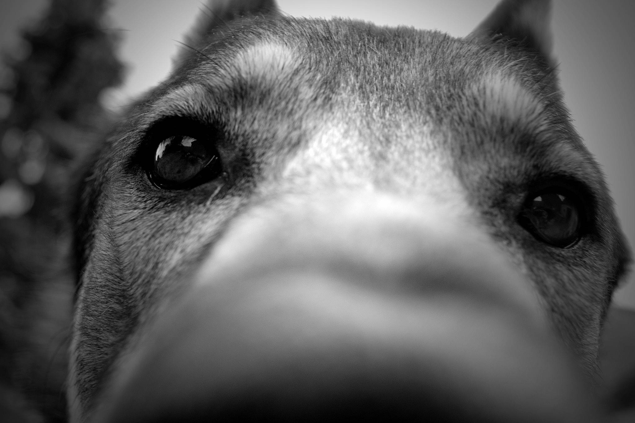 Hadès a rejoint le concours — aidez-le/la à gagner de superbes lots ! american_staffordshire_terrier, black, black_and_white, canidae, carnivore, close_up, dog, dog_breed, ear, eye, head, mammal, monochrome, non_sporting_group, nose, organ, photography, snout, vertebrate, whiskers