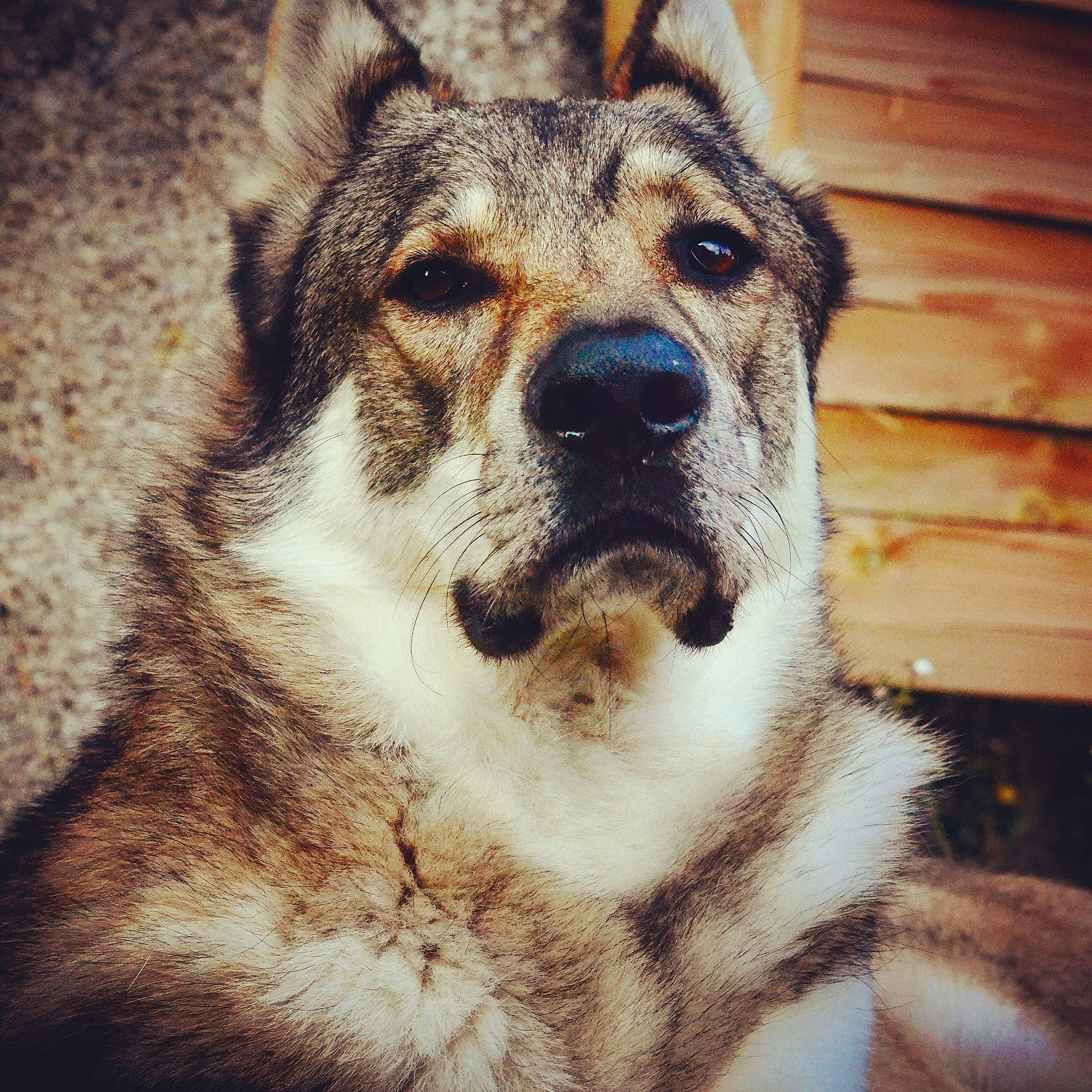 Hadès participe au concours pour gagner de l'argent avec cette photo : alaskan_malamute, canidae, carnivore, czechoslovakian_wolfdog, dog, dog_breed, east_siberian_laika, eye, jamthund, mammal, native_american_indian_dog, norwegian_elkhound, nose, saarloos_wolfdog, seppala_siberian_sleddog, siberian_husky, snout, vertebrate, west_siberian_laika, wolfdog