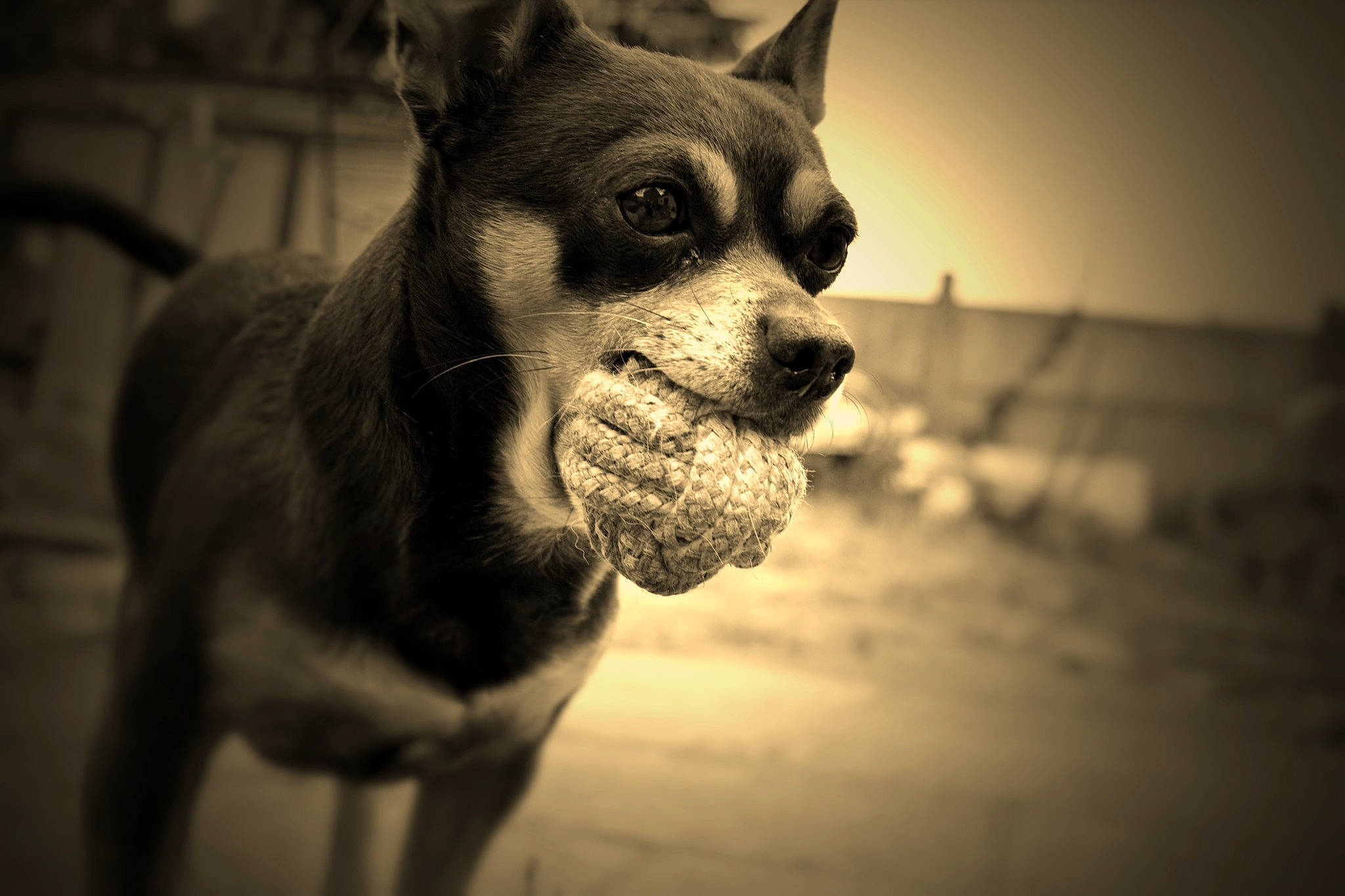 Diego a rejoint le concours — aidez-le/la à gagner de superbes lots ! boston_terrier, canidae, carnivore, companion_dog, dog, dog_breed, ear, eye, fawn, fur, mammal, miniature_pinscher, nose, sky, snout, sporting_group, toy_dog, whiskers