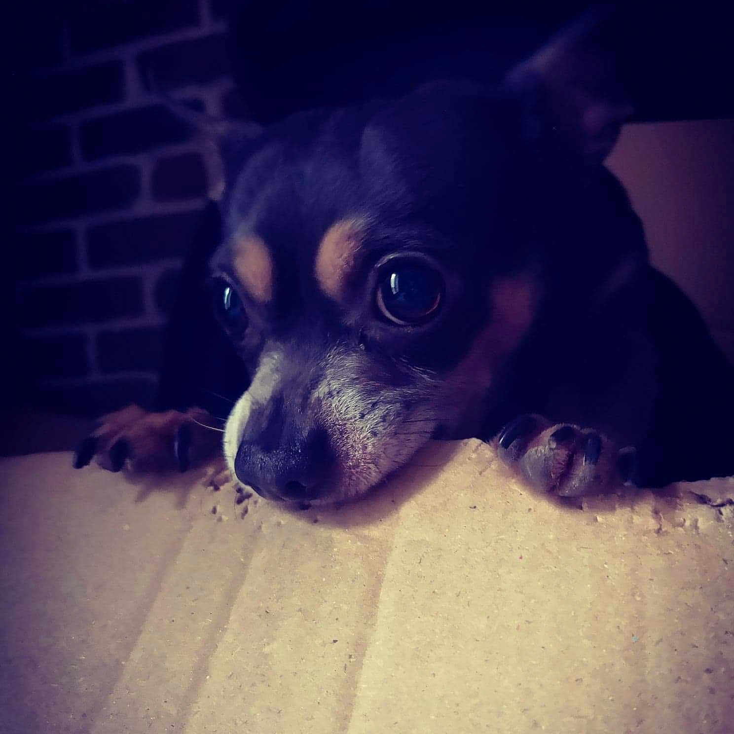 Diego