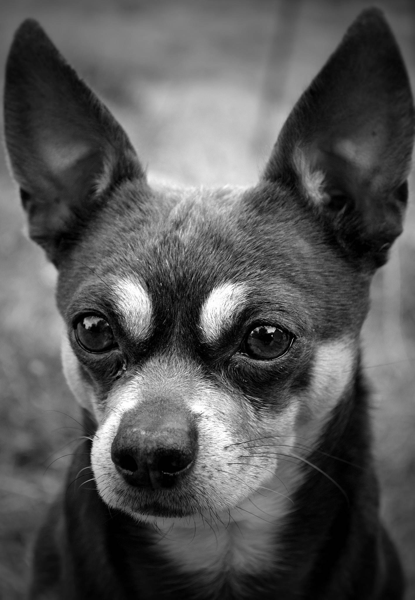 Diego a rejoint le concours — aidez-le/la à gagner de superbes lots ! black_and_white, canidae, carnivore, chihuahua, close_up, corgi_chihuahua, dog, dog_breed, ear, eye, mammal, monochrome, nose, photography, snout, toy_dog, toy_fox_terrier, vertebrate, whiskers, white
