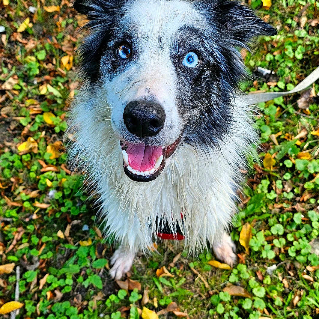 Kal-El a rejoint le concours — aidez-le/la à gagner de superbes lots ! accessories, animal, ball, canine, collie, dog, fungus, grass, herbal, herbs, outdoors, pet, plant, puppy, soil, sport, strap, tennis, tennisball, vegetation