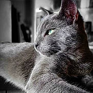 Lapis a rejoint le concours — aidez-le/la à gagner de superbes lots ! cat, gray_cat, feline, pet, animal, green_eye, close_up, portrait, indoor, resting, fur, whiskers, side_view, muzzle, ears, relaxed, domestic_cat, cute, soft_light, detailed_texture