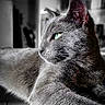 cat, gray_cat, feline, pet, animal, green_eye, close_up, portrait, indoor, resting, fur, whiskers, side_view, muzzle, ears, relaxed, domestic_cat, cute, soft_light, detailed_texture