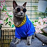 Lapis a rejoint le concours — aidez-le/la à gagner de superbes lots ! cat, gray_cat, sunglasses, gold_chain, blue_hoodie, flowers, pink_flowers, pet, feline, outdoor, garden, wire_fence, cute, fashion, animal, portrait, relaxed, cool_cat, accessory, fluffy