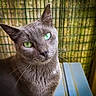 cat, gray_cat, green_eyes, close_up, animal, pet, feline, whiskers, portrait, outdoor, curious, cute, domestic_cat, face, looking, fur, ears, nature, background, wire_fence