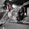 Lapis participe au concours pour gagner de l'argent avec cette photo : cat, grey_cat, close_up, table, green_eye, animal, pet, feline, resting, indoor, portrait, whiskers, face, ear, fur, looking, relaxed, animal_portrait, domestic_cat, muzzle
