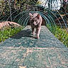 cat, gray_cat, wire_mesh, tunnel, outdoor, greenery, sunlight, shadows, wooden_path, animal, pet, nature, feline, walking, arched_structure, garden, daylight, focused, strutting, texture
