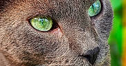 Lapis participe au concours pour gagner de l'argent avec cette photo : cat, gray_cat, close_up, green_eyes, whiskers, fur, portrait, animal, pet, outdoor, nature, face, mammal, feline, cute, eyes, focus, soft_background, detail, sharp