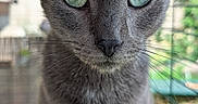 Lapis a rejoint le concours — aidez-le/la à gagner de superbes lots ! animal, blurred_background, cat, close_up, curious, cute, daylight, domestic_cat, ears, feline, fur, gray_cat, green_eyes, looking_at_camera, nature, outdoor, pet, portrait, sitting, whiskers