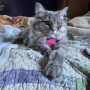 Bubbie is registered to the contest to win money with this photo: animal, bed, bedroom, blanket, cat, close_up, feline, fluffy, gray_cat, green_eyes, indoors, long_hair, lying_down, paw, pet, pink_collar, pointed_ears, portrait, quilt, whiskers