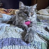 animal, bed, bedroom, blanket, cat, close_up, feline, fluffy, gray_cat, green_eyes, indoors, long_hair, lying_down, paw, pet, pink_collar, pointed_ears, portrait, quilt, whiskers