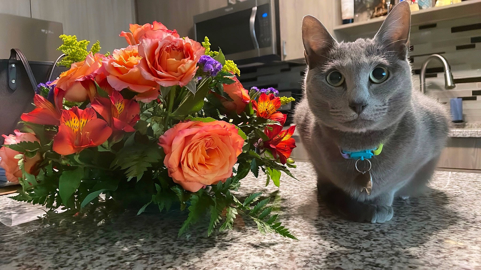 Bradley is registered to the contest to win money with this photo: annual_plant, bouquet, carnivore, cat, domestic_short_haired_cat, felidae, flower, flower_arranging, flowering_plant, flowerpot, grass, hybrid_tea_rose, petal, plant, rose, rose_order, russian_blue, small_to_medium_sized_cats, snout, whiskers