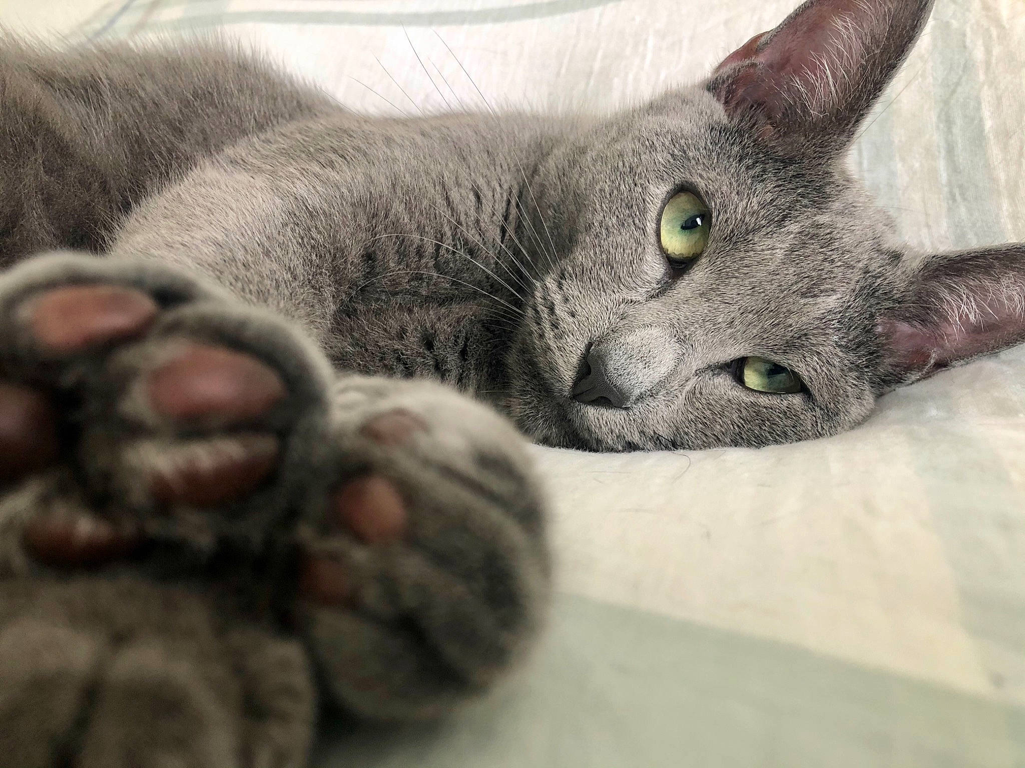Bradley joined the competition — help win amazing prizes! carnivore, cat, claw, close_up, comfort, domestic_short_haired_cat, felidae, fur, grey, nap, paw, small_to_medium_sized_cats, snout, tail, terrestrial_animal, whiskers, wrinkle