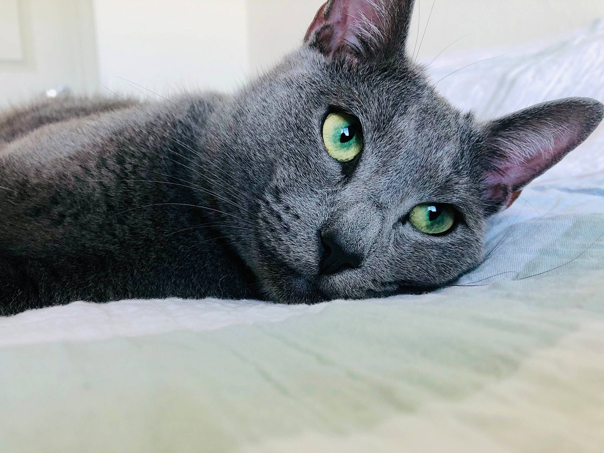 Bradley joined the competition — help win amazing prizes! carnivore, cat, comfort, domestic_short_haired_cat, electric_blue, eye, felidae, fur, grey, russian_blue, small_to_medium_sized_cats, snout, whiskers