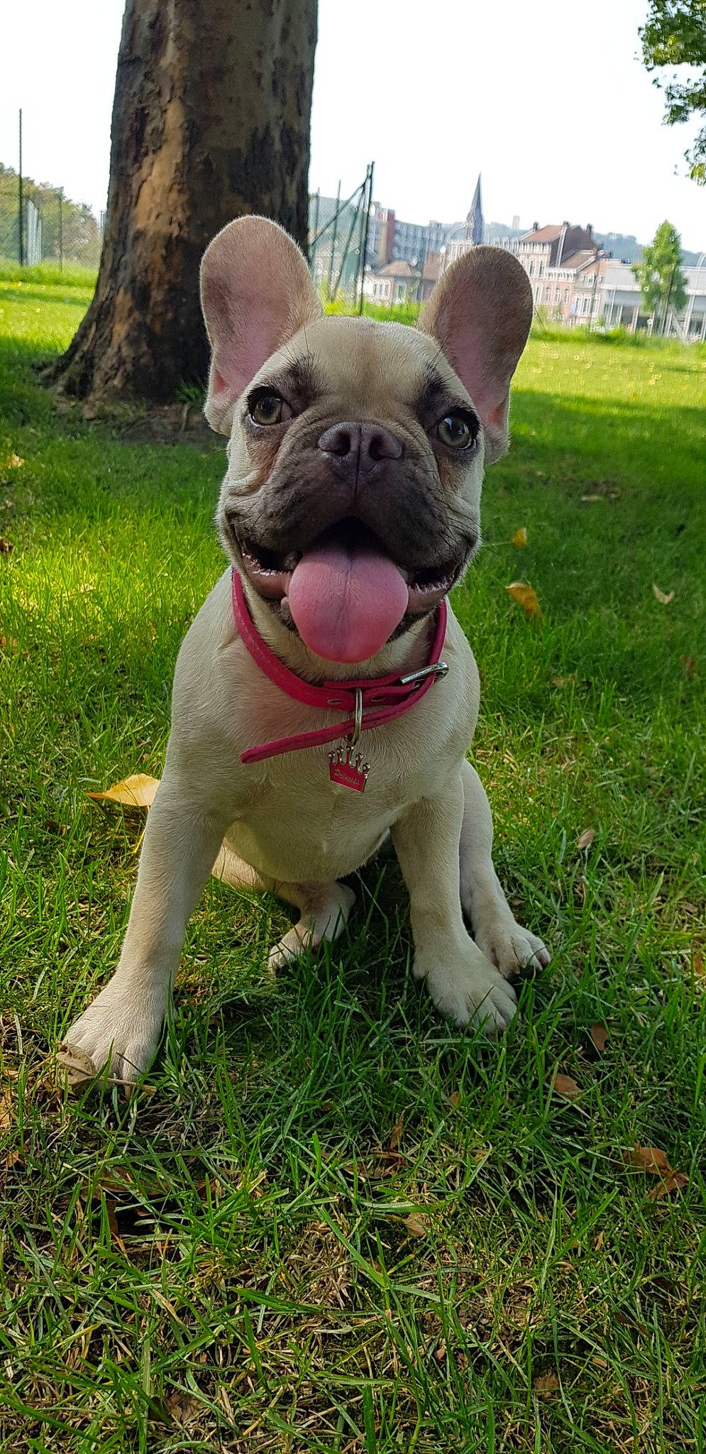 Minnie a rejoint le concours — aidez-le/la à gagner de superbes lots ! ancient_dog_breeds, australian_bulldog, british_bulldogs, bulldog, canidae, carnivore, companion_dog, dog, dog_breed, fawn, french_bulldog, grass, mammal, molosser, non_sporting_group, puppy, rare_breed_dog, snout, toy_bulldog, vertebrate