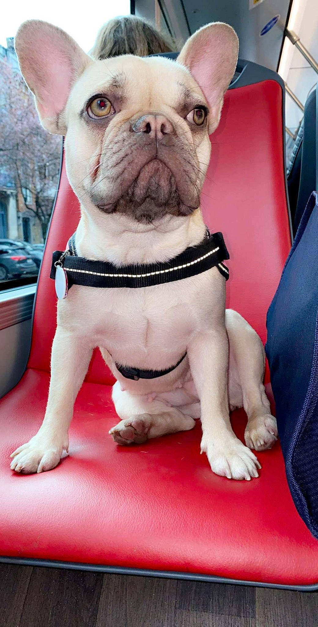 Minnie participe au concours pour gagner de l'argent avec cette photo : american_bulldog, australian_bulldog, british_bulldogs, bulldog, canidae, carnivore, companion_dog, dog, dog_breed, dog_collar, dorset_olde_tyme_bulldogge, french_bulldog, mammal, non_sporting_group, puppy, rare_breed_dog, snout, toy_bulldog, vertebrate, white_english_bulldog