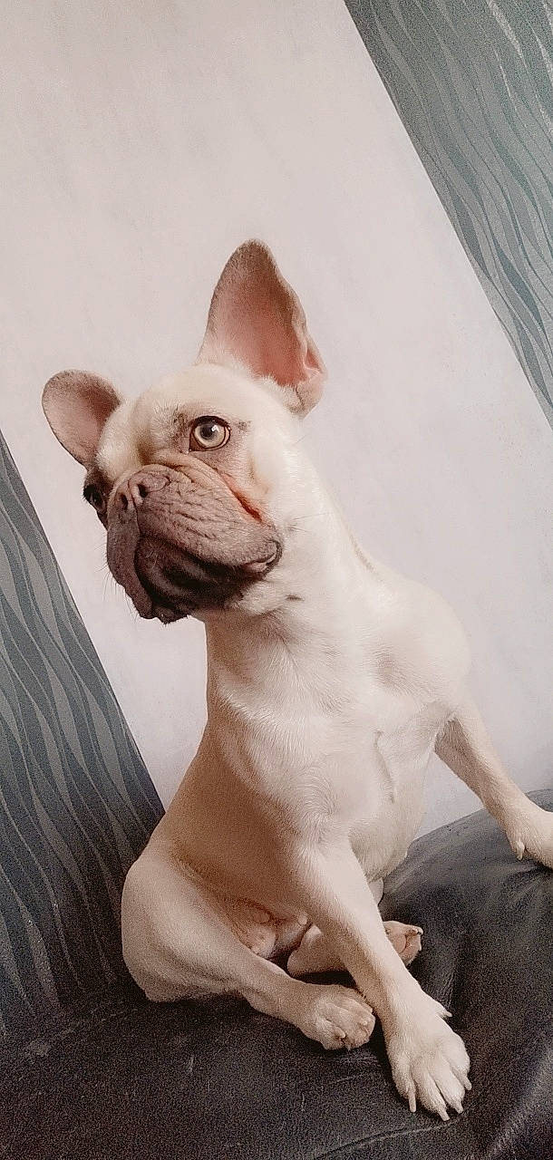 Minnie participe au concours pour gagner de l'argent avec cette photo : canidae, carnivore, companion_dog, dog, dog_breed, fawn, french_bulldog, mammal, non_sporting_group, snout, toy_bulldog, vertebrate
