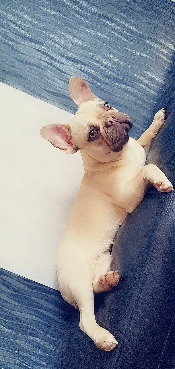 Minnie participe au concours pour gagner de l'argent avec cette photo : bulldog, canidae, carnivore, companion_dog, dog, dog_breed, fawn, french_bulldog, mammal, non_sporting_group, puppy, puppy_love, skin, snout, toy_bulldog, vertebrate