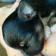 Roxie joined the competition — help win amazing prizes! adorable, animal, black_fur, close_up, cute, dog, domestic_animal, furry, hand, paw, peaceful, pet, puppy, resting, sleeping, small, snout, soft, white_fur, young