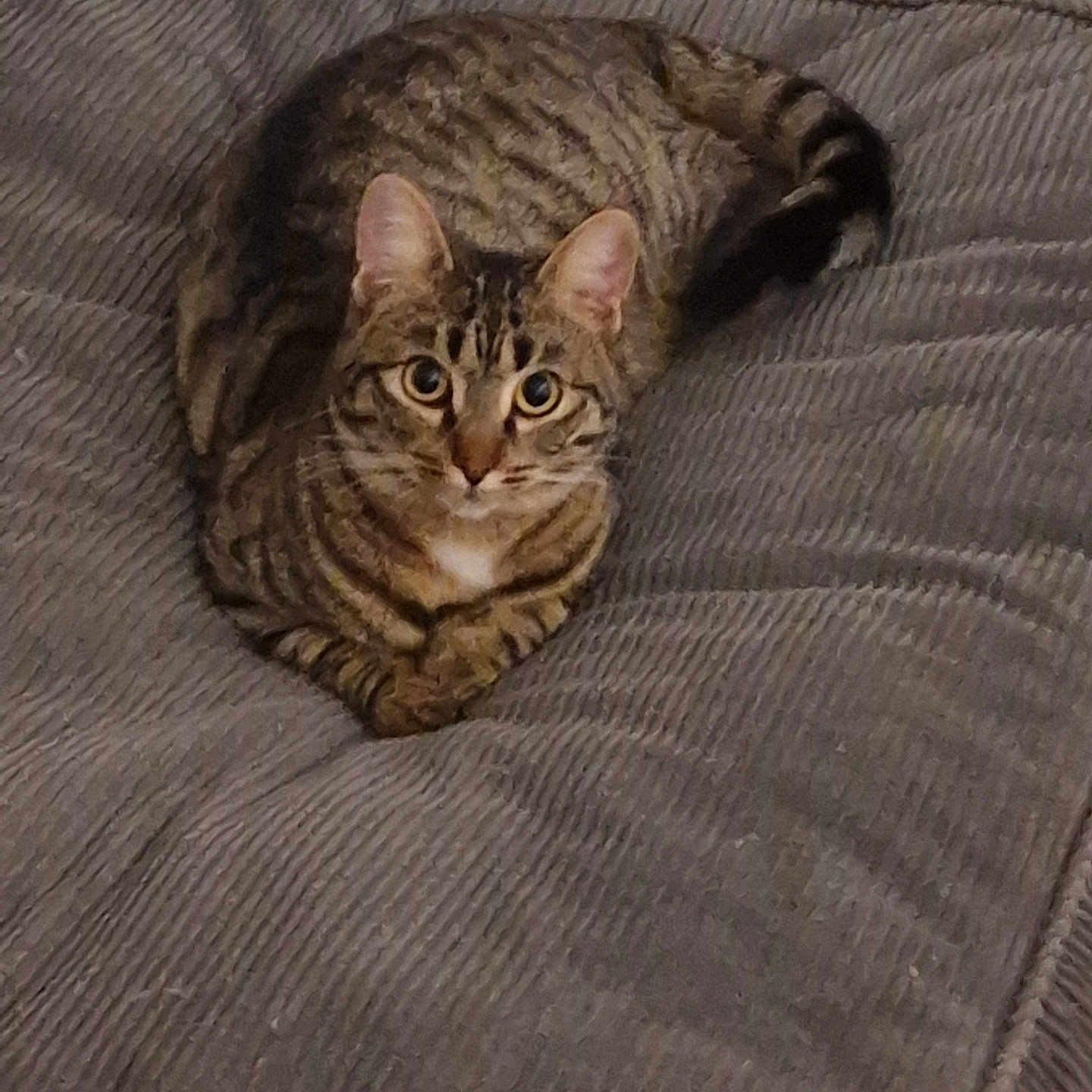 Perle a rejoint le concours — aidez-le/la à gagner de superbes lots ! cat, tabby, pet, animal, feline, indoor, cozy, blanket, resting, curious, fur, whiskers, ears, eyes, cute, domestic, relaxed, sleepy, soft, comfort