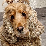 Ruby a rejoint le concours — aidez-le/la à gagner de superbes lots ! dog, curly_fur, golden_color, bow, leopard_print, pet, close_up, cute, indoor, portrait, animal, fluffy, ears, face, looking, adorable, mammal, companion, floor, domestic_animal