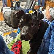 Bear joined the competition — help win amazing prizes! black_dog, blanket, close_up, couch, dog, ears, eyes, face, furniture, human_arm, indoor, living_room, nose, paw, person_leg, pet, recliner, red_sock, sock, wooden_wall