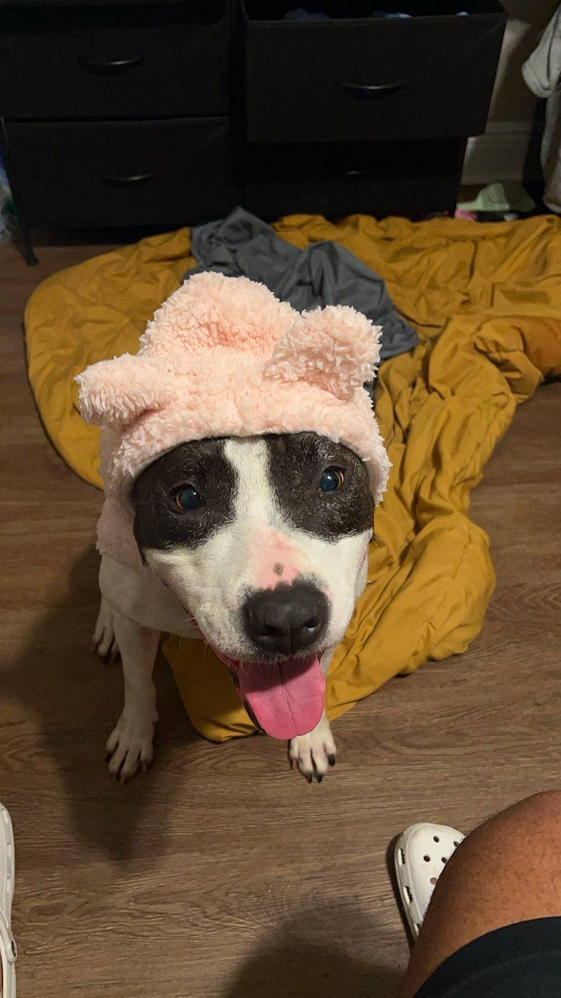 Aspen is registered to the contest to win money with this photo: canidae, carnivore, companion_dog, couch, dog, dog_breed, dog_clothes, dog_supply, dog_toy, fawn, flooring, foot, fur, guard_dog, paw, snout, sporting_group, tail, terrier, working_animal