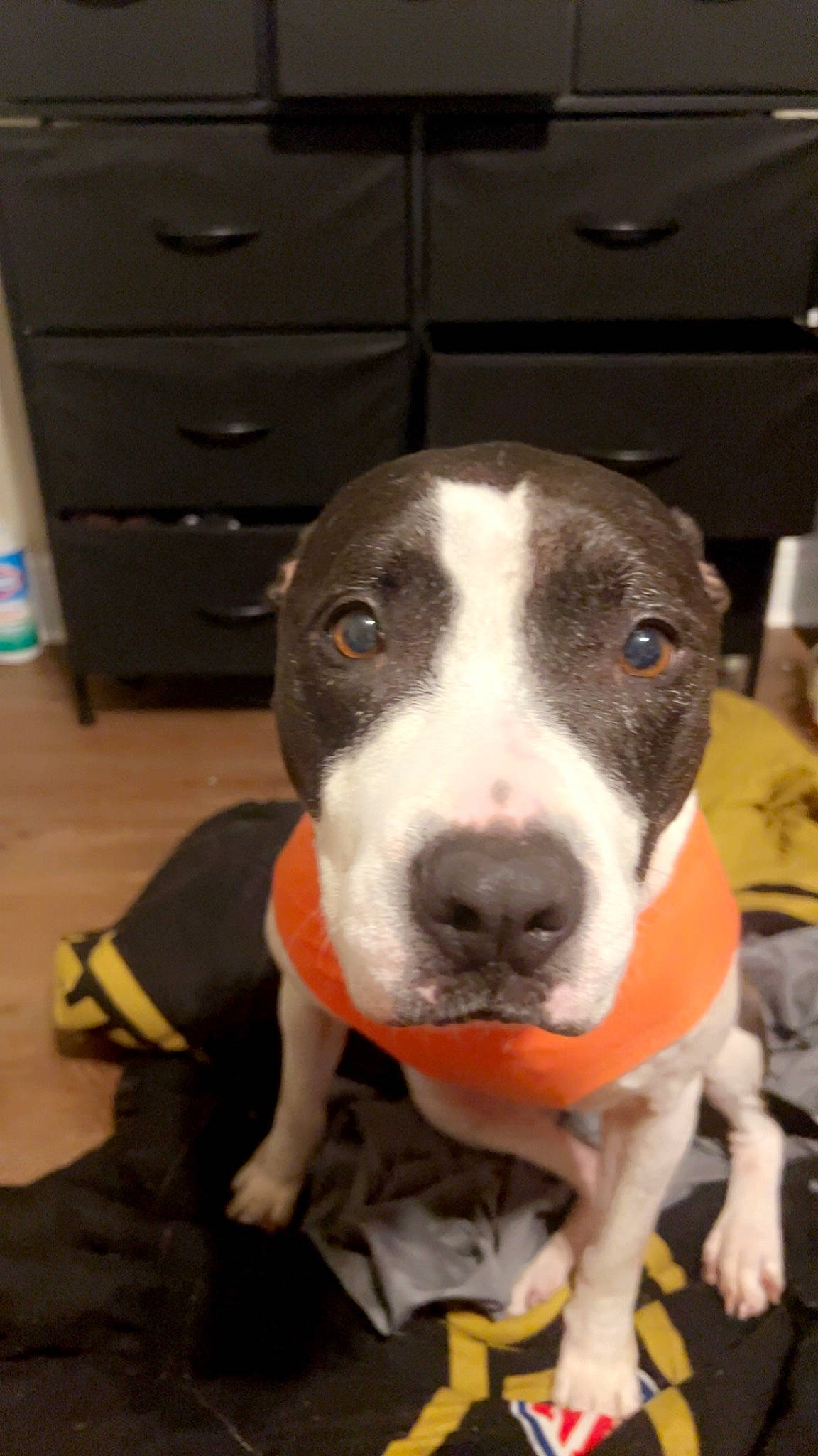 Aspen is registered to the contest to win money with this photo: cabinetry, canidae, carnivore, chest, chest_of_drawers, collar, companion_dog, cupboard, dog, dog_breed, drawer, dresser, fawn, filing_cabinet, hardwood, snout, sporting_group, whiskers, wood, working_animal