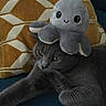 Chanel participe au concours pour gagner de l'argent avec cette photo : animal, blue_couch, cat, couch, cute, domestic_cat, fur, geometric_pattern, gray_cat, hat, indoor, mustard_yellow, octopus, pet, pillow, plush_toy, relaxing, resting, stuffed_animal, whiskers
