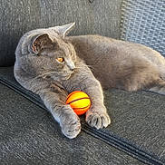 Chanel a rejoint le concours — aidez-le/la à gagner de superbes lots ! animal, basketball, cat, chair, close_up, cute, feline, gray_cat, gray_fabric, indoor, looking_away, orange_ball, orange_eyes, paw, pet, relaxed, resting, texture, toy, whiskers