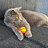 animal, basketball, cat, chair, close_up, cute, feline, gray_cat, gray_fabric, indoor, looking_away, orange_ball, orange_eyes, paw, pet, relaxed, resting, texture, toy, whiskers