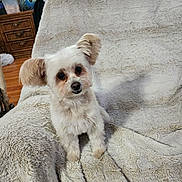 Lilly joined the competition — help win amazing prizes! dog, small_dog, white_dog, fluffy, pet, indoor, blanket, chair, fur, ears, cute, animal, companion, looking, sitting, cozy, home, wooden_floor, furniture, adorable