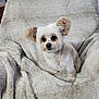 Lilly is registered to the contest to win money with this photo: dog, small_dog, fluffy, ears, pet, animal, blanket, chair, indoor, cute, fur, sitting, looking, cozy, home, portrait, companion, friendly, domestic, animal_portrait