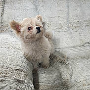 Aburey joined the competition — help win amazing prizes! puppy, dog, fluffy, small_dog, pet, cute, ears, fur, sitting, blanket, cozy, indoor, animal, adorable, looking_up, neutral_colors, texture, young_dog, portrait, companion